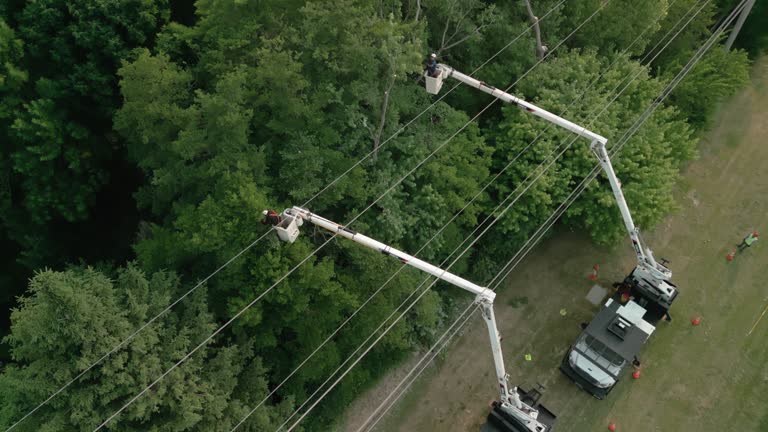 Professional Tree Care Services in Jackson, SC