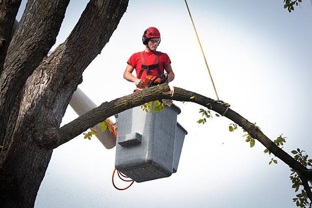 How Our Tree Care Process Works  in  Jackson, SC